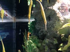 -暹罗海洋世界