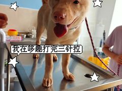 -哆趣宠物医院·眼科·内镜·急重症转诊中心(上海店)