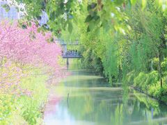 -南汇桃花村