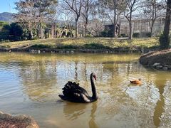 -森波拉奇妙世界