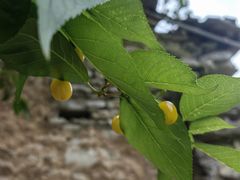 -高荡千年布依古寨旅游景区