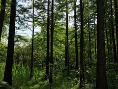 -溱湖国家湿地公园