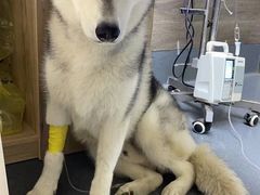 -爱侣宠医·鹦鹉专科·小型哺乳类·异宠专科(灵石路店)