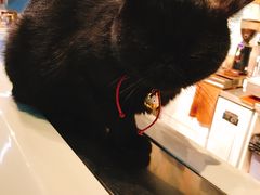 -猫咪咖啡·猫咖(万达广场店)