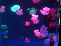 -左海海底世界