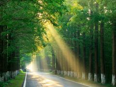 -黄海国家森林公园