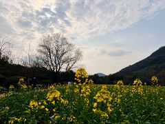 -八卦田遗址公园