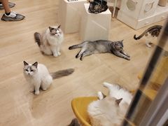 -有喵·猫咖·狗咖·30几只猫10只小狗(岗厦店)