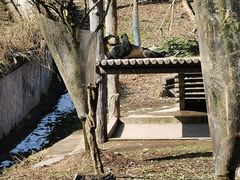 -中国大熊猫保护研究中心雅安碧峰峡基地