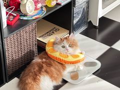-纳吉亚猫专科动物医院·北北分院