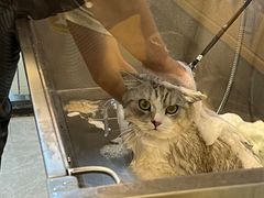 -PETKIT 小佩宠物·低压洗护·美容·寄养(安远店)