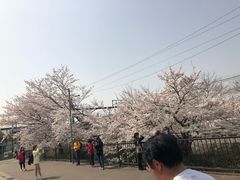 -岚山嵯峨野观光小火车