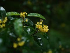 -杭州植物园