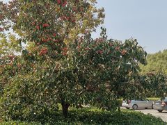 -京津新城温德姆至尊酒店(珠江大道店)