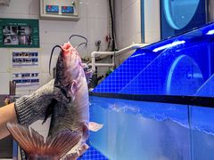 -鱼酷活鱼烤鱼(恒隆广场店)