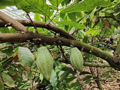 -歌斐颂巧克力小镇