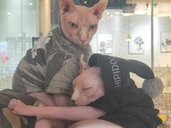 -藏猫猫咖啡主题馆(中央大道店)