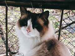 -喵屿·大理花园猫咖