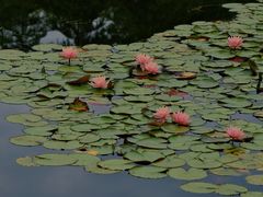 -白鹭湾湿地公园