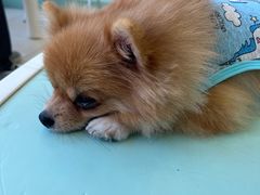 -怪兽屋·羊驼·猫咖·狗咖(俊华广场店)