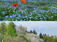 -径山花海