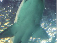-悉尼海洋生物水族馆