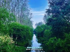 -合肥滨湖国家森林公园