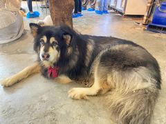 -more than meow吴止猫主题餐厅(承德 中船汇店)