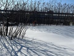 -丁香湖公园