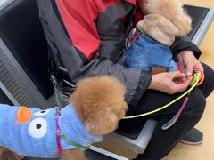 -瑞派·关忠动物医院·猫专科·犬专科(三环新城店)