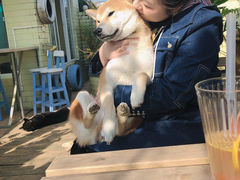 -喜柴咖啡·柴犬狗咖