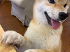-豆柴町-柴犬主题狗咖(红鼎国际C座店)