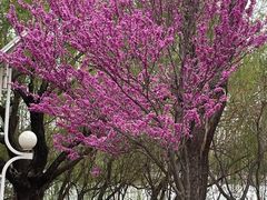 -济南国际园博园