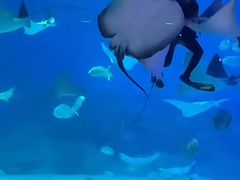 -烟台海昌鲸鲨海洋公园