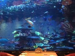 景观位-迪拜帆船酒店海底餐厅
