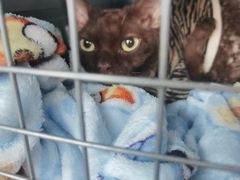 -伟伟宠物医院·瑞派猫友好医院·猫科(光谷店)