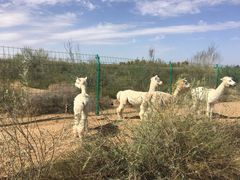 -恩格贝生态旅游区