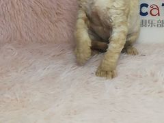 -十年猫舍·猫咪专门店(普陀店)