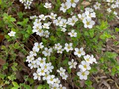 -昆山城市生态森林公园