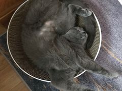 -伟伟宠物医院·瑞派猫友好医院·猫科(光谷店)