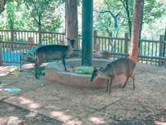 -昆明动物园