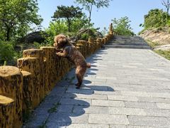 -白水寺森林公园