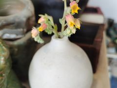 -桂林市花鸟市场