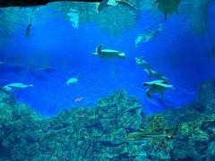 -芜湖新华联大白鲸海洋公园