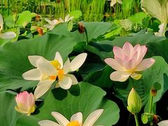 -莲花池公园