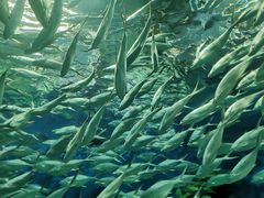 -上海海洋水族馆