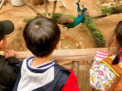 -北京呀路古热带植物园