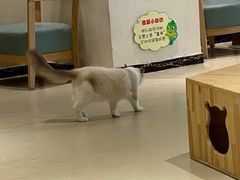 -藏猫猫咖啡主题馆(中央大道店)
