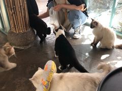 -喵屿·大理花园猫咖