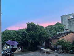 -香山鸡嘴荔枝